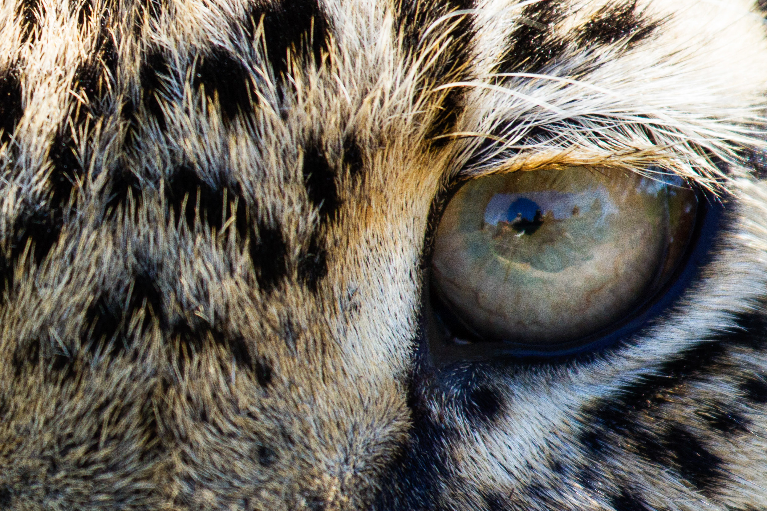 Londolozi
