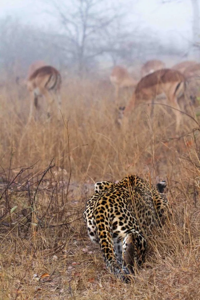 Luxury safari planning with Wild Moments