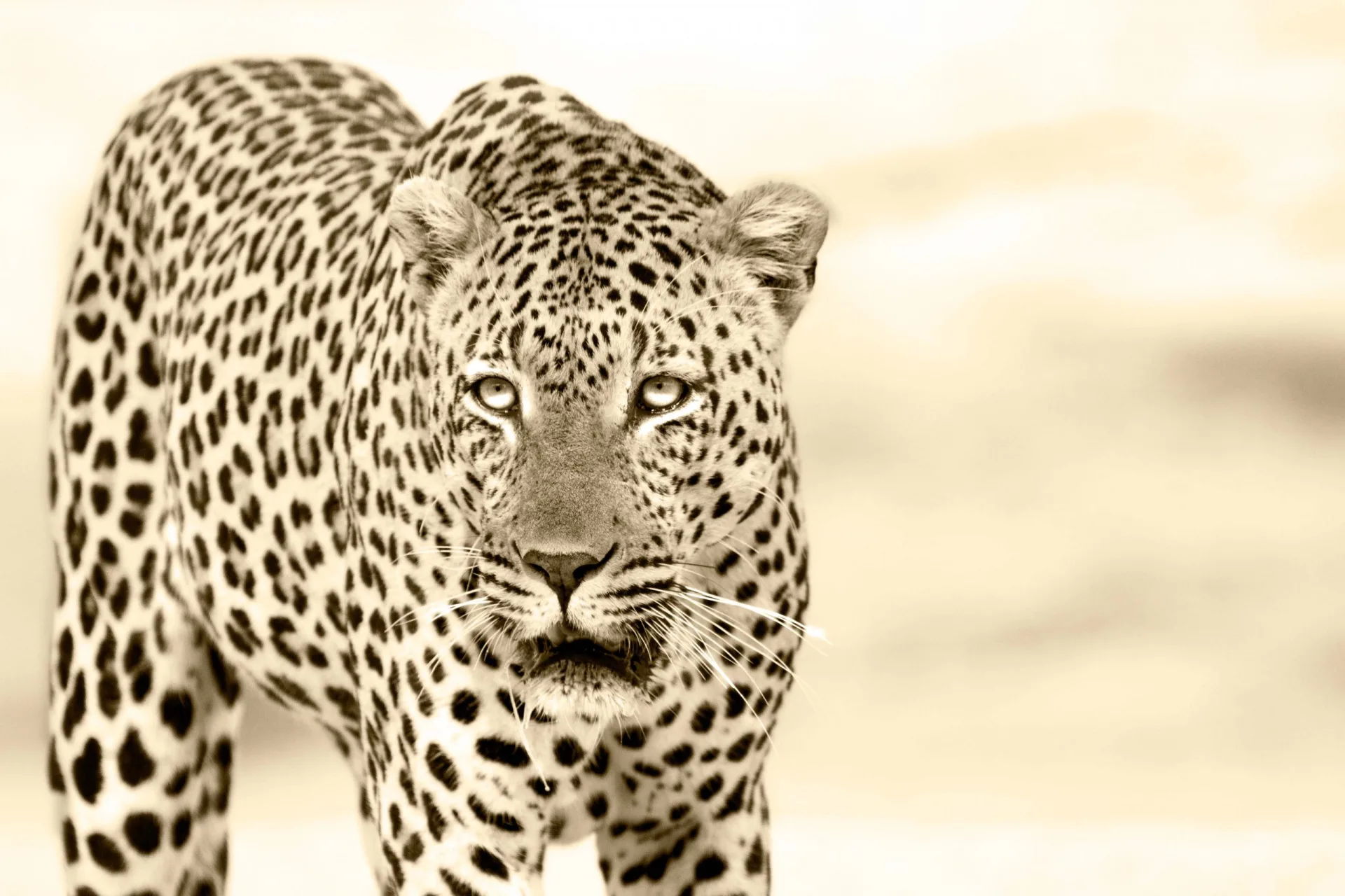 Leopard approaching the camera, photographic safari South Africa