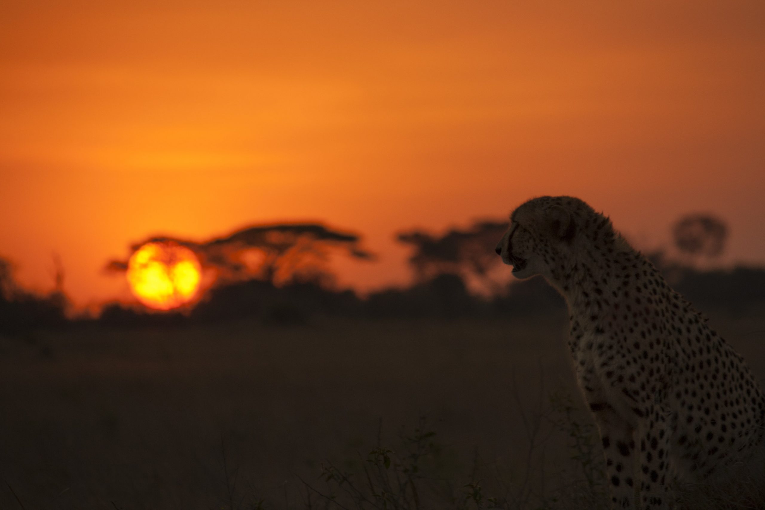 Lion pride in Ruaha National Park, southern Tanzania