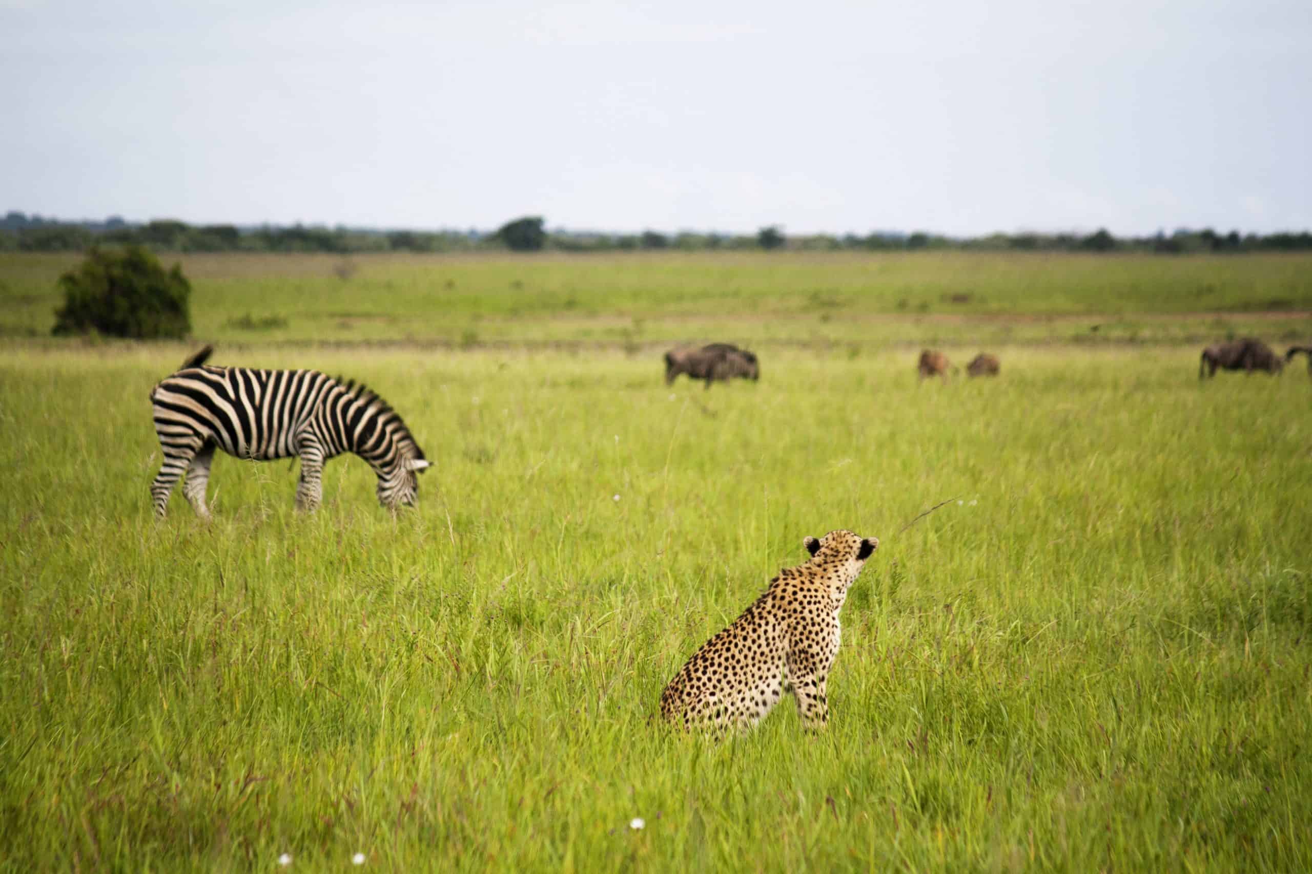 Cheetah on the open grassland of Liuwa Plain, Zambia