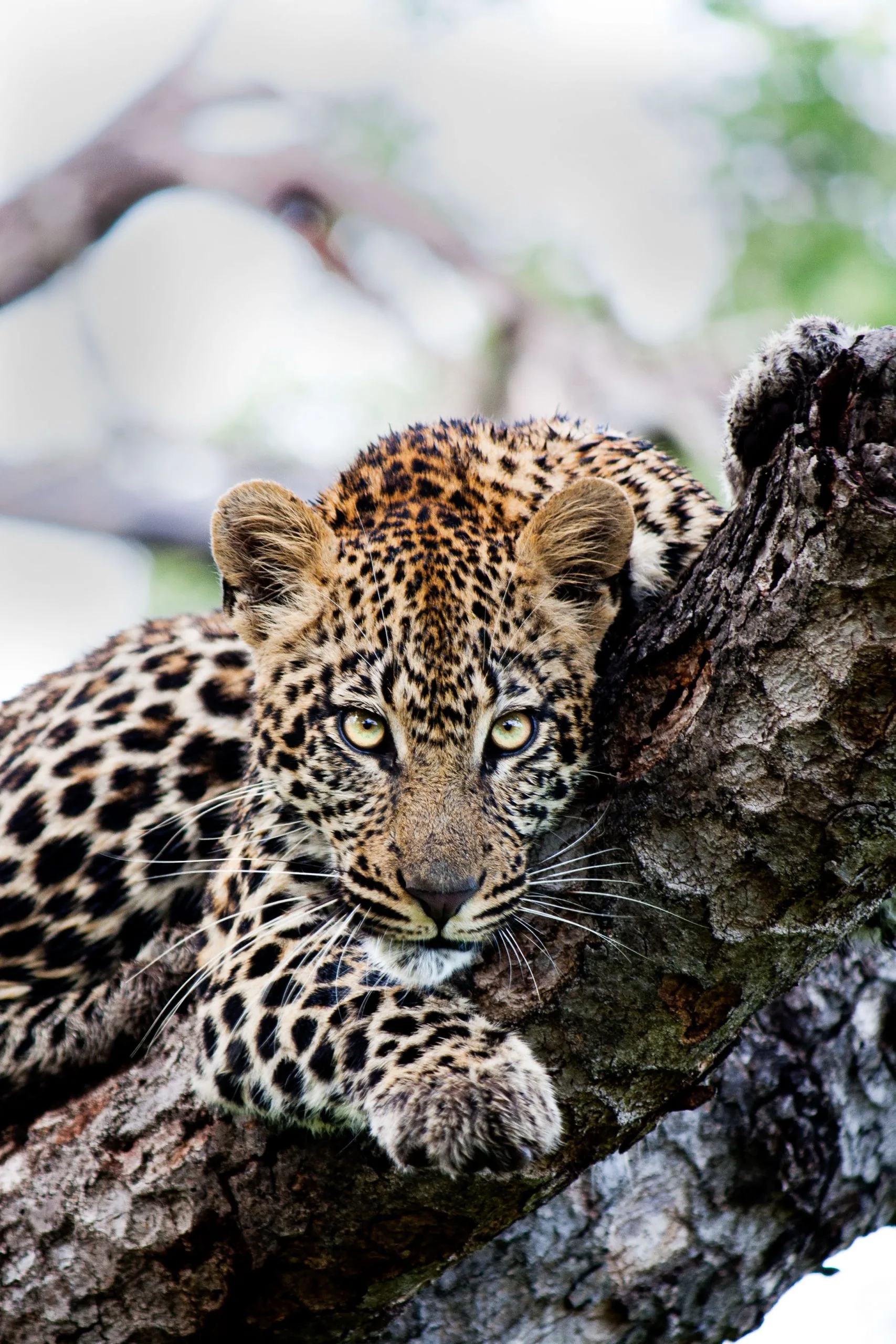Kwandwe Private Game Reserve, Eastern Cape, black rhino conservation