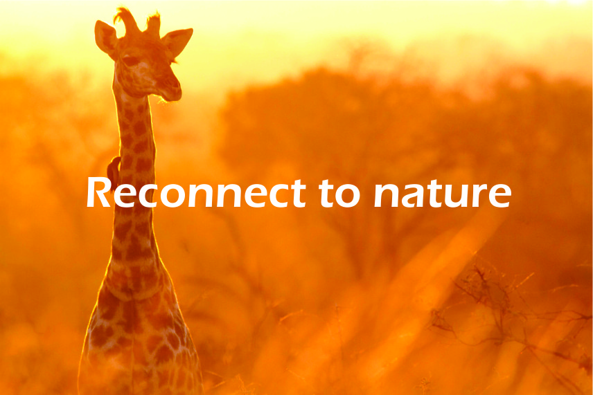 Reticulated giraffe in Samburu, northern Kenya