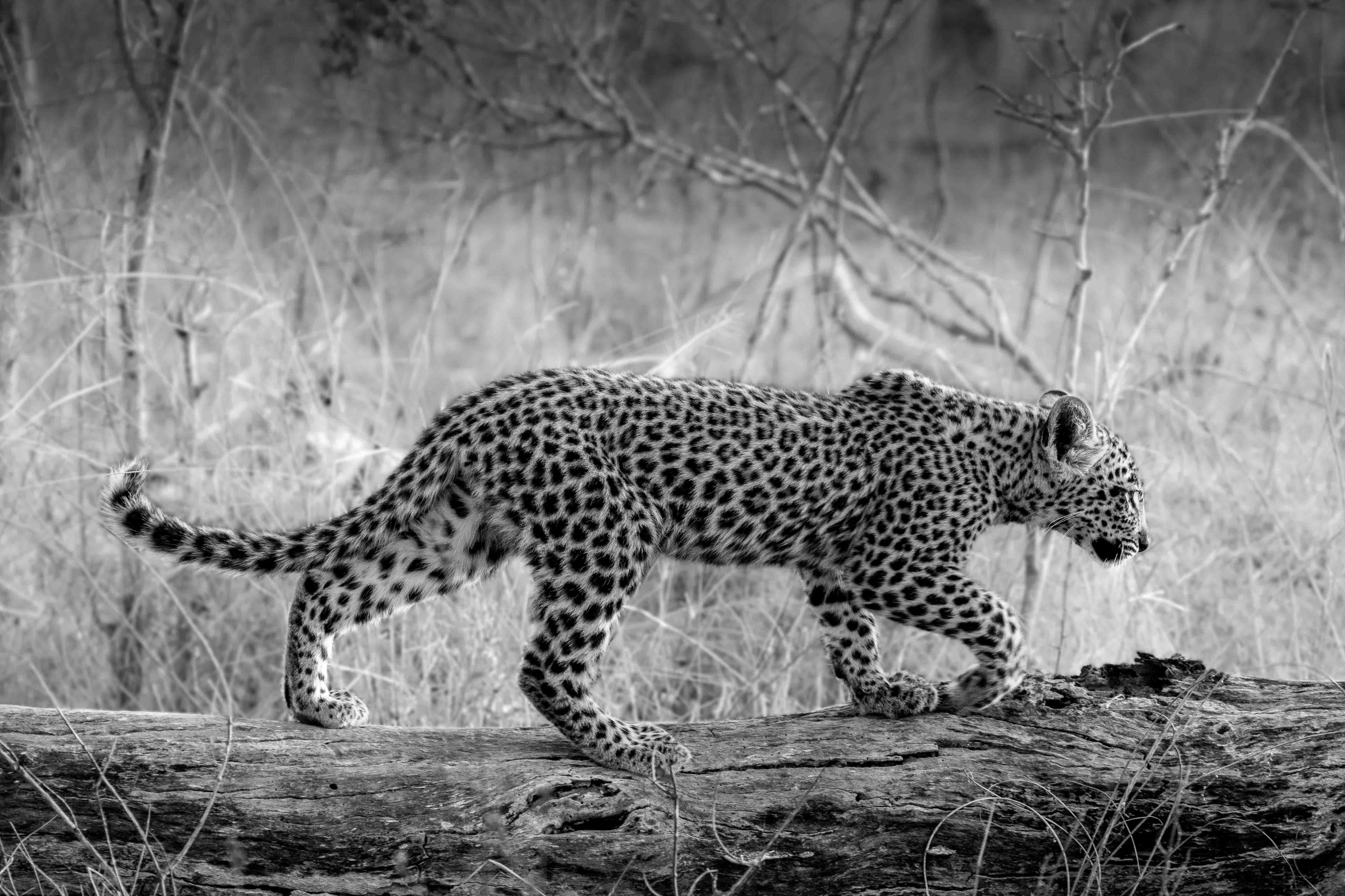 Leopard portrait, Sabi Sands private reserve, South Africa