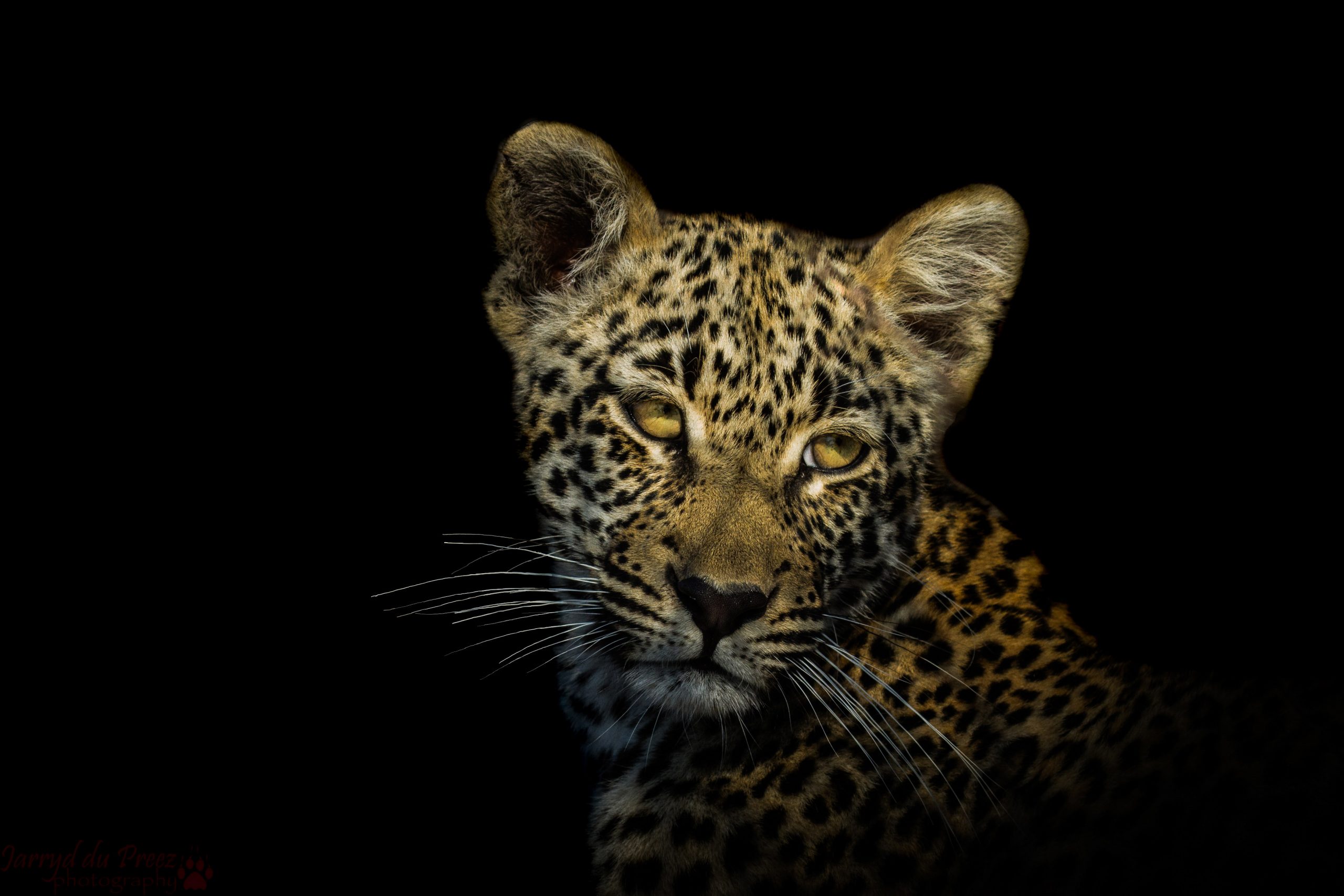 Leopard in a marula tree, Sabi Sands private game reserve, South Africa