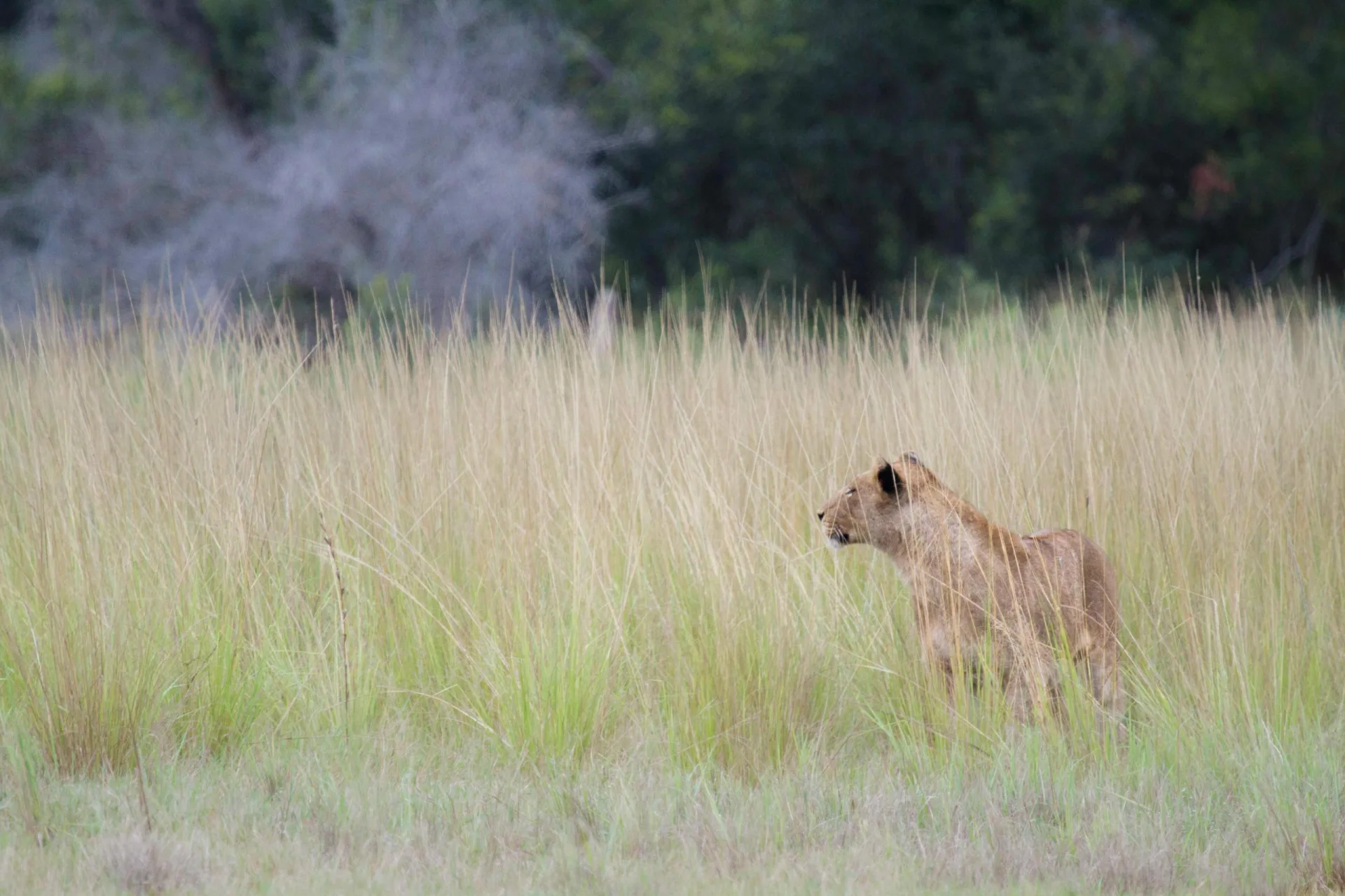 Lioness in long grass on a game drive, private reserve