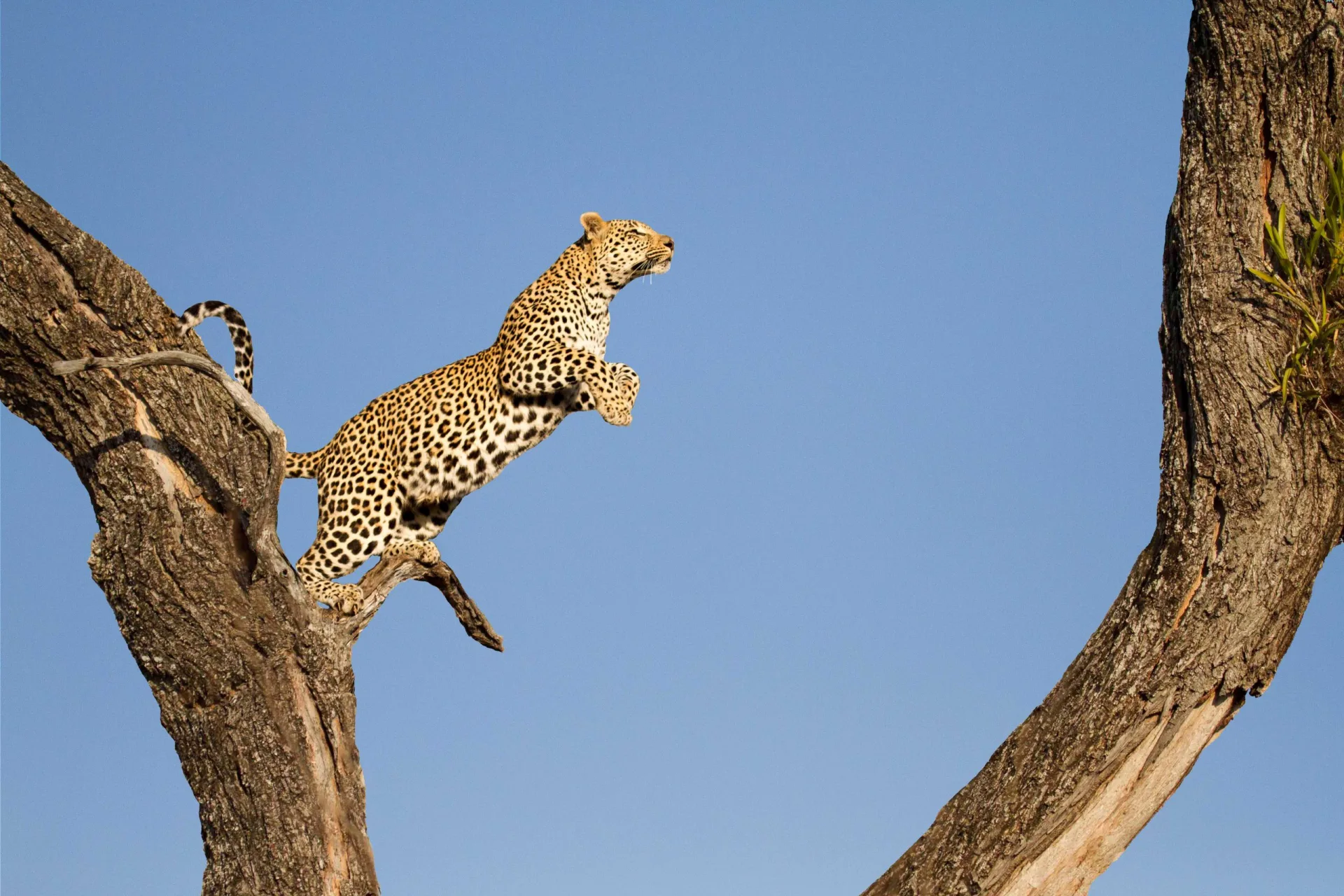 Leopard leaping between branches, Sabi Sands Game Reserve