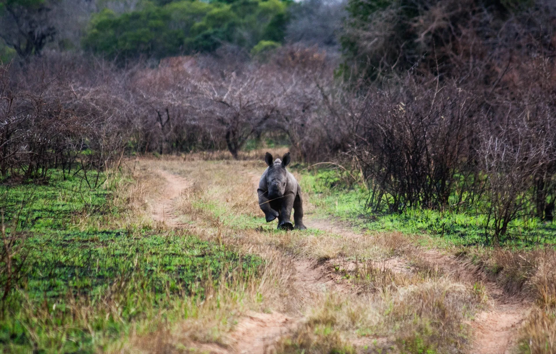 White rhino calf on a reserve track, conservation safari South Africa