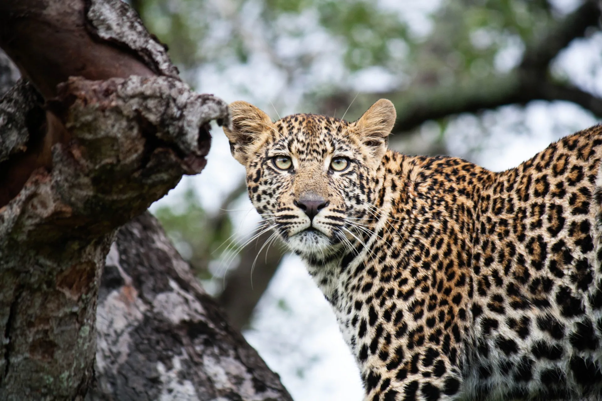 Greater Kruger private concessions, exclusive safari South Africa