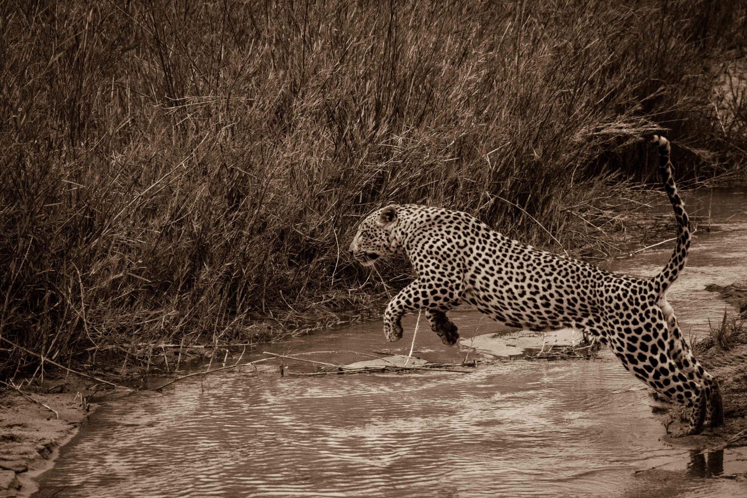 Leopard on the move at dusk, Sabi Sands, South Africa