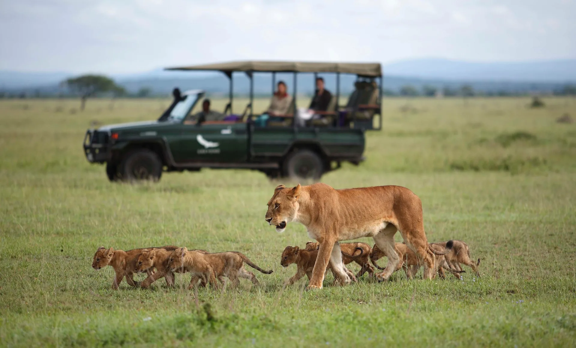 Lioness and cubs beside a game-drive vehicle, Grumeti, Tanzania