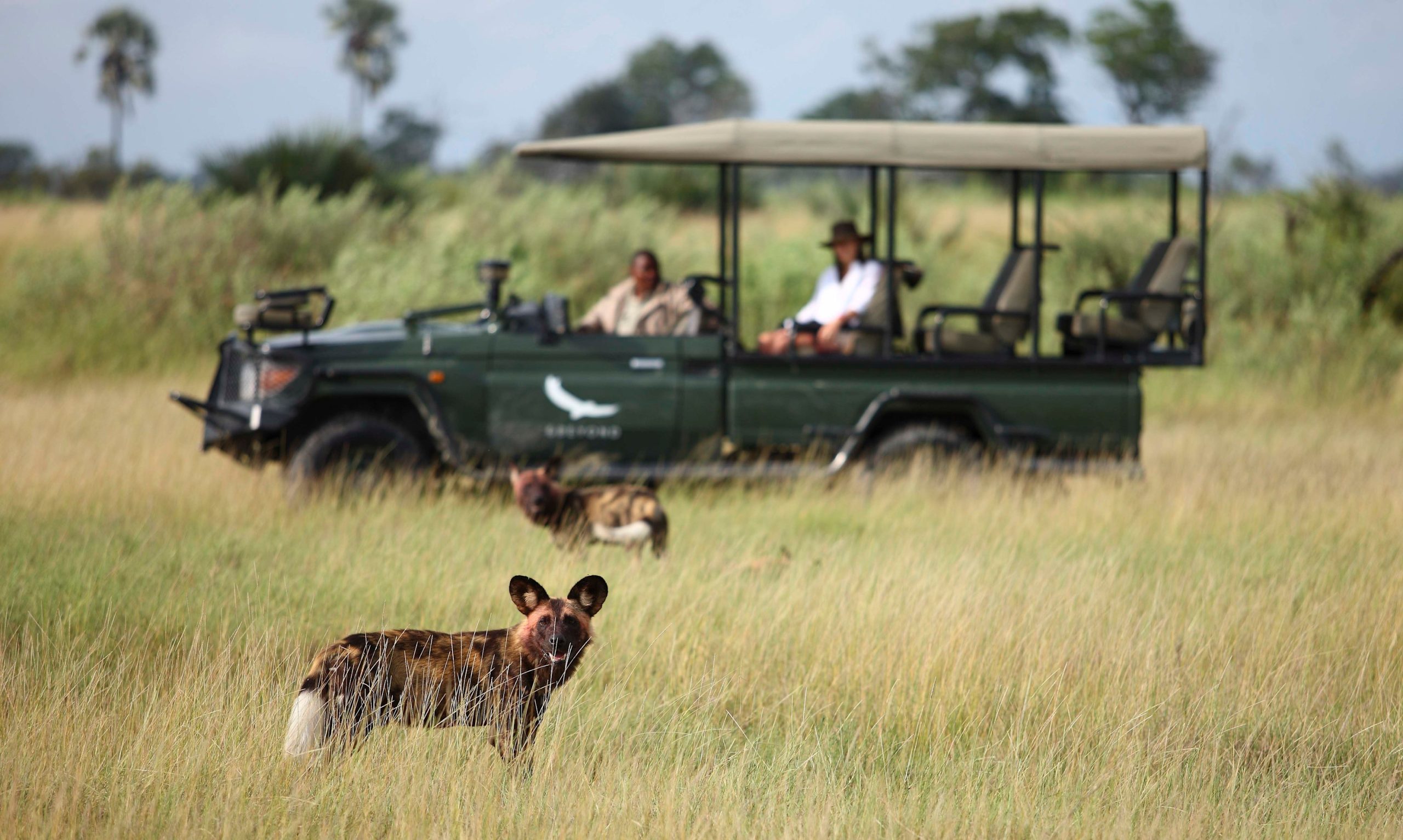 African wild dogs in the Moremi Game Reserve, Okavango Delta, Botswana