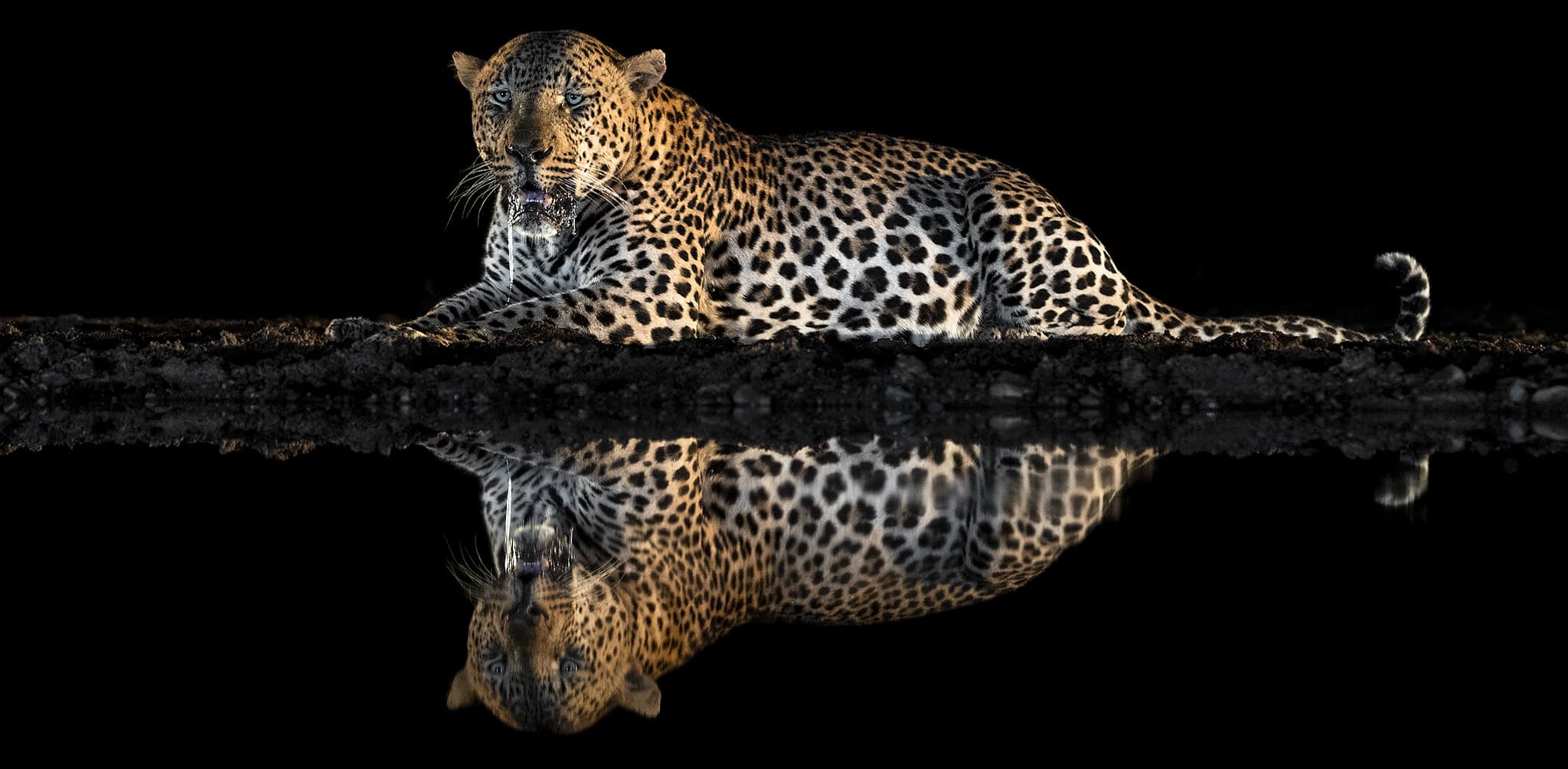 Leopard reflected at a night waterhole, Hwange, Zimbabwe
