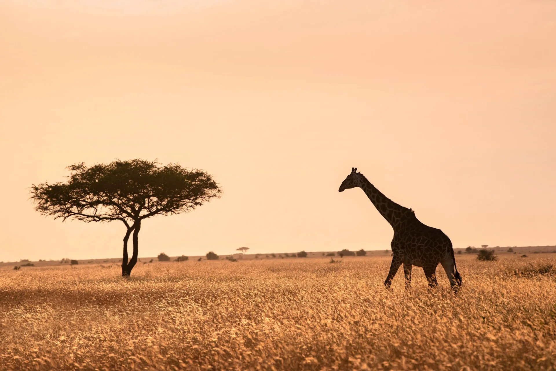Serengeti National Park Tanzania, giraffe on game drive