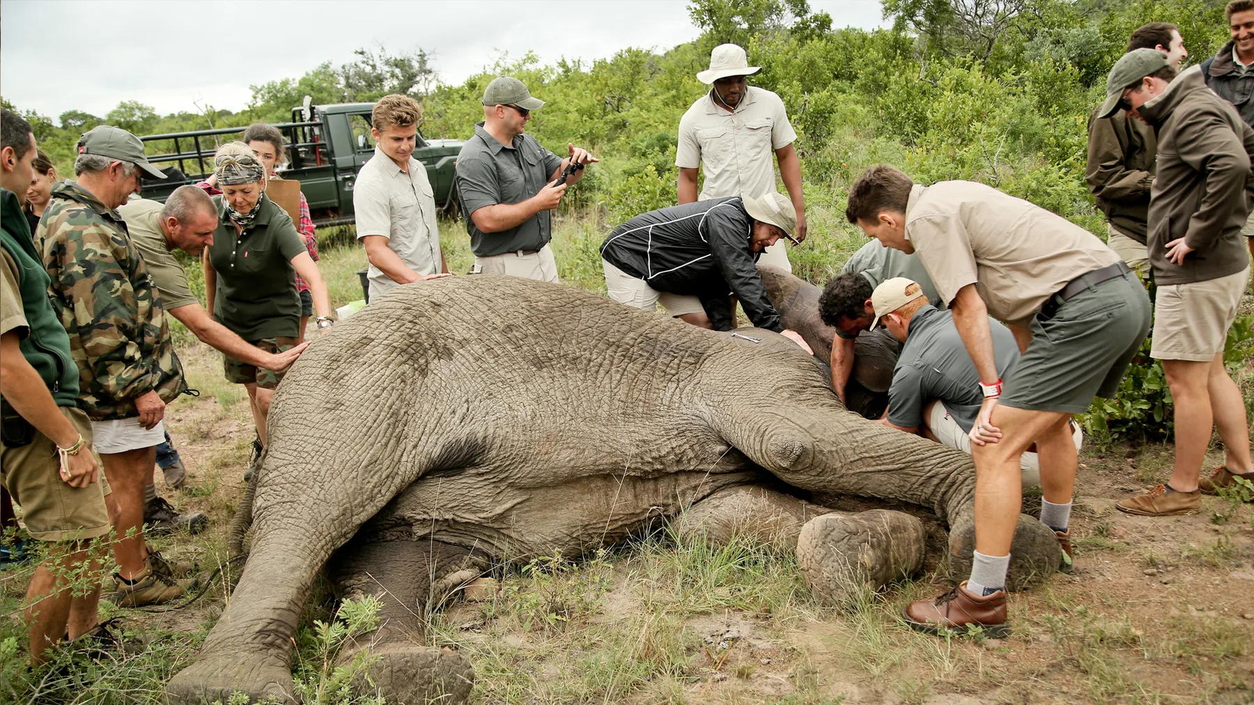 Conservation team and guests around a sedated elephant during a collaring operation, andBeyond Phinda, KwaZulu-Natal