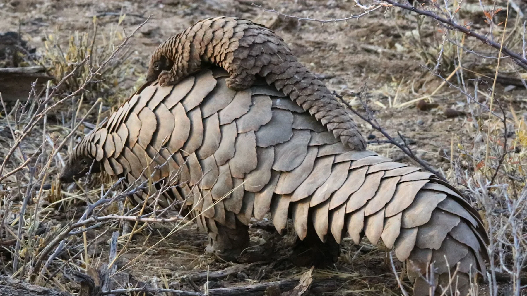 Temminck's ground pangolin carrying its young, andBeyond Phinda Private Game Reserve, KwaZulu-Natal