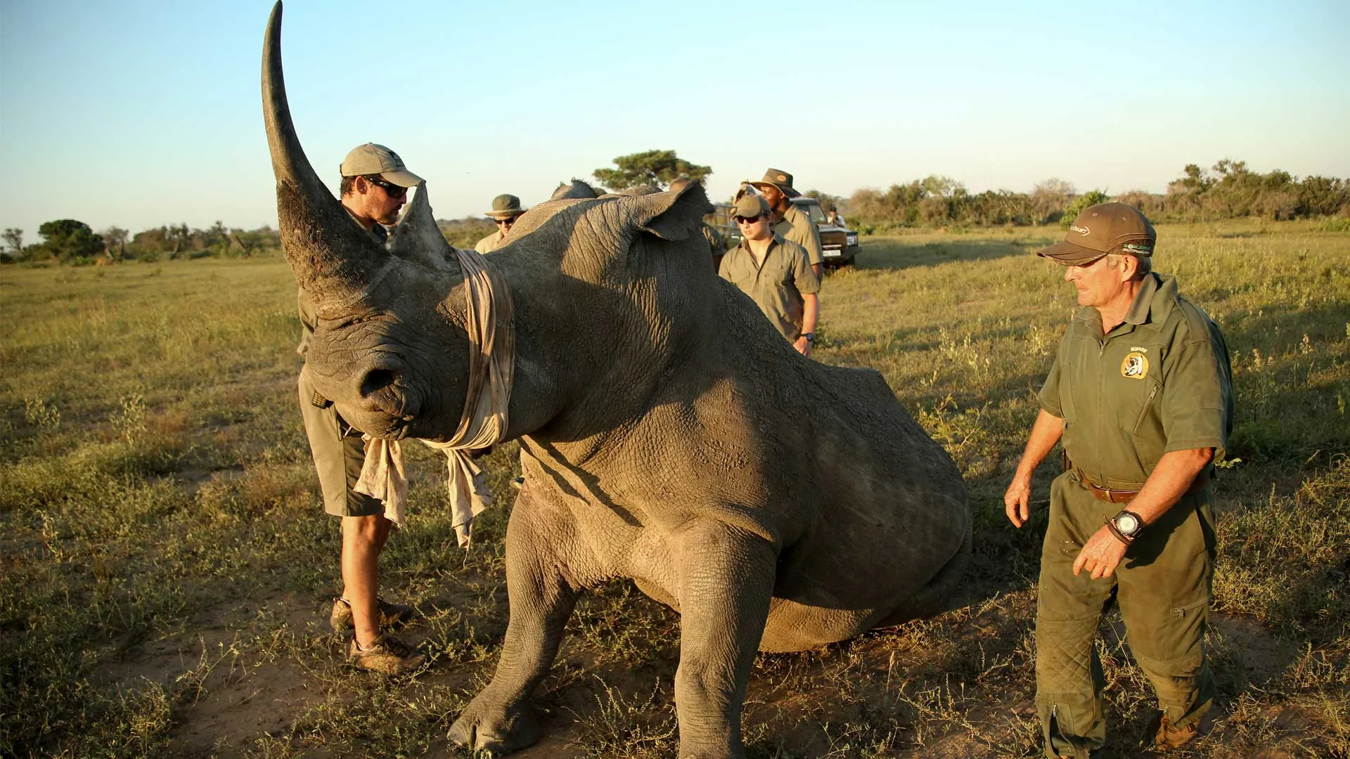 Veterinary and conservation team working on a sedated white rhino during a notching operation, andBeyond Phinda, KwaZulu-Natal