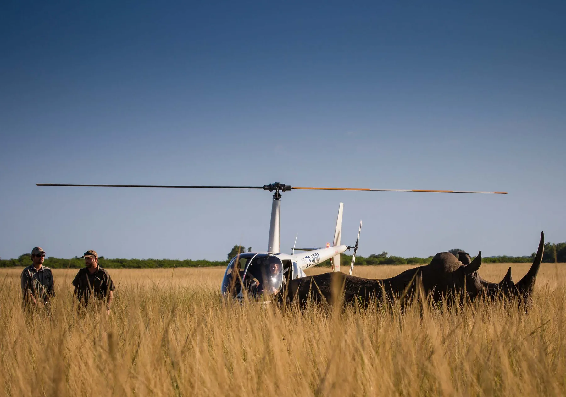 Rhino capture team and light aircraft on open grassland during a translocation operation, andBeyond Phinda, KwaZulu-Natal