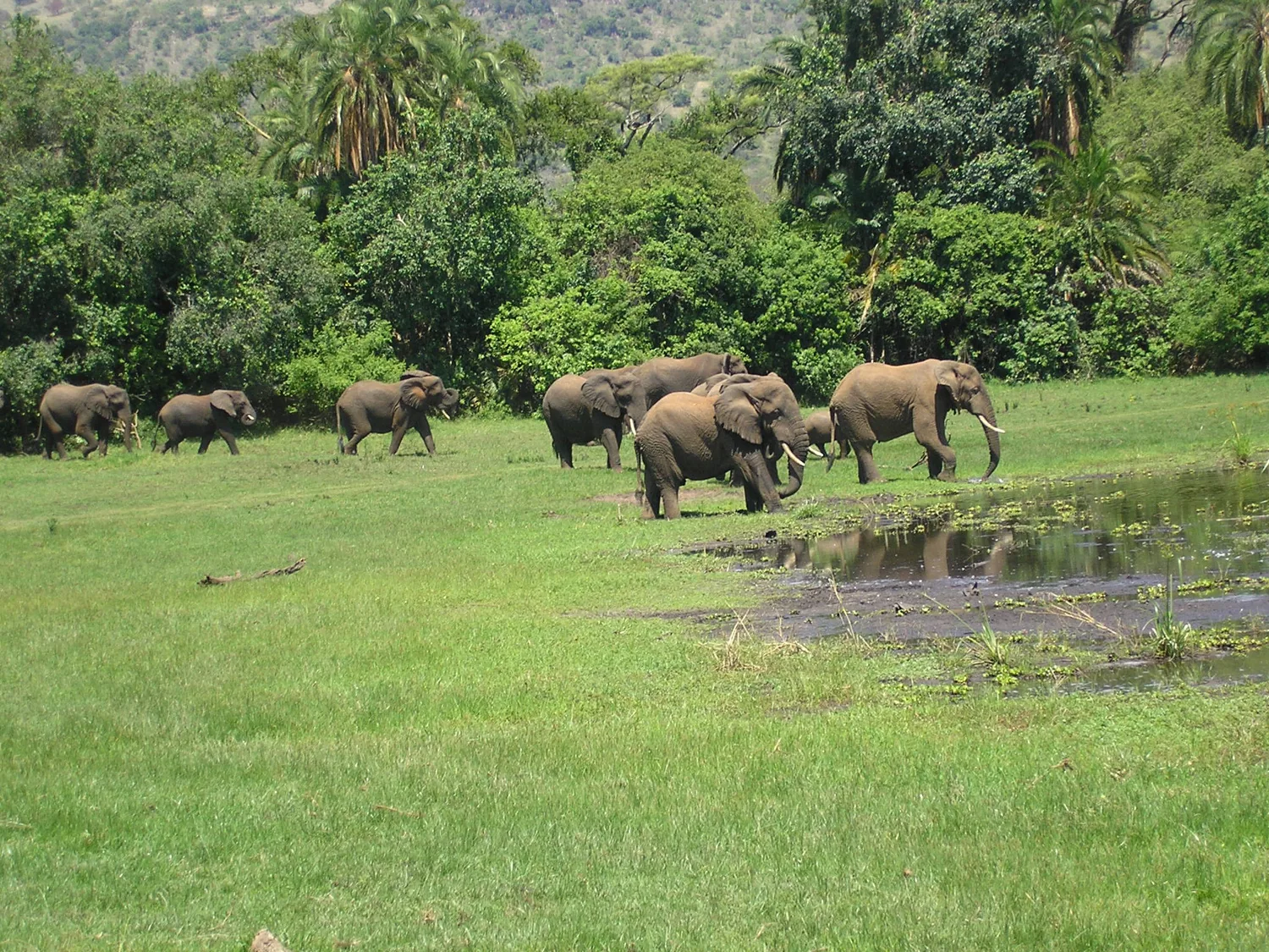 Elephant herd on the lakeshore grassland, Akagera National Park, Rwanda