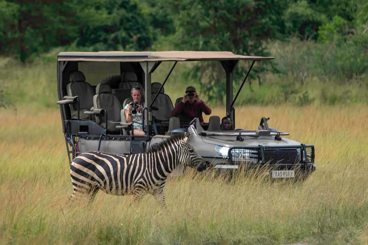 Zebra in front of a game drive vehicle, Akagera National Park