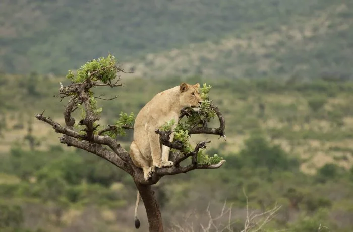 Reintroduced lioness resting in a tree, Akagera National Park, Rwanda