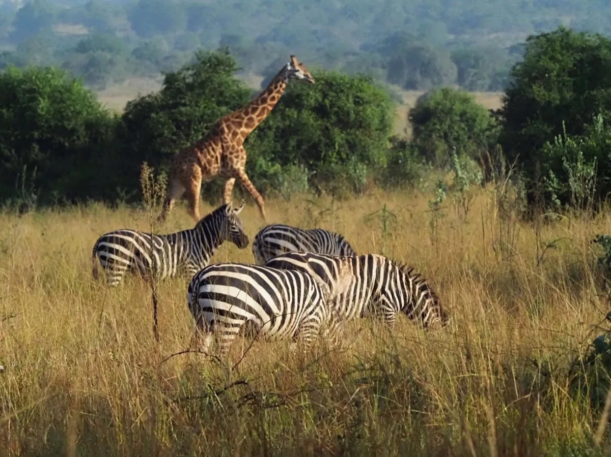 Giraffe and zebra on the Akagera plains, Rwanda
