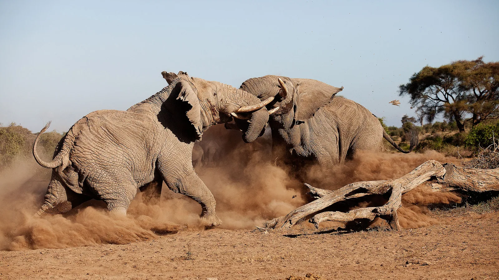Elephant bulls sparring in the dust, Amboseli National Park, Kenya