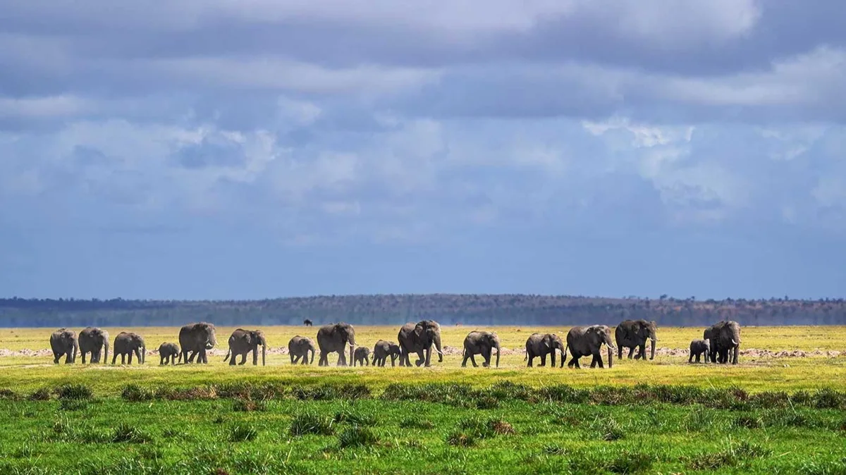 Elephant herd crossing the green-season grassland, Amboseli, Kenya