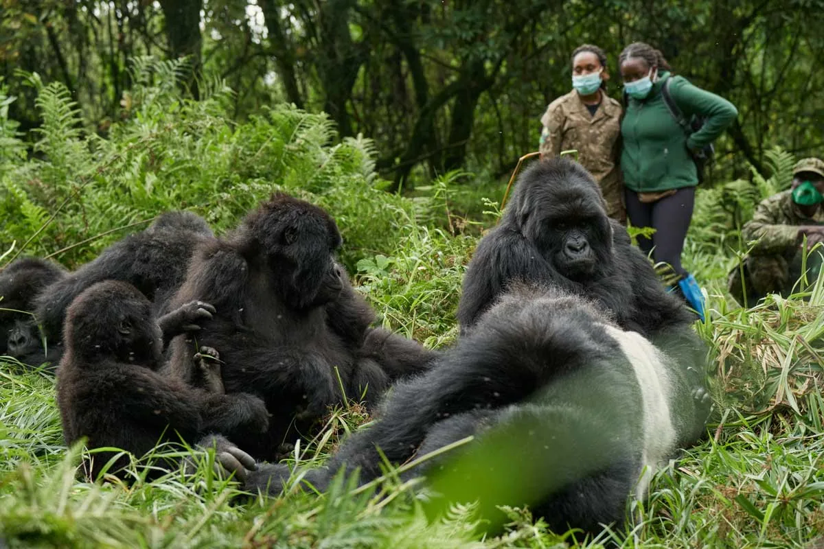 Gorilla family and trekkers at close quarters, Bwindi Impenetrable National Park