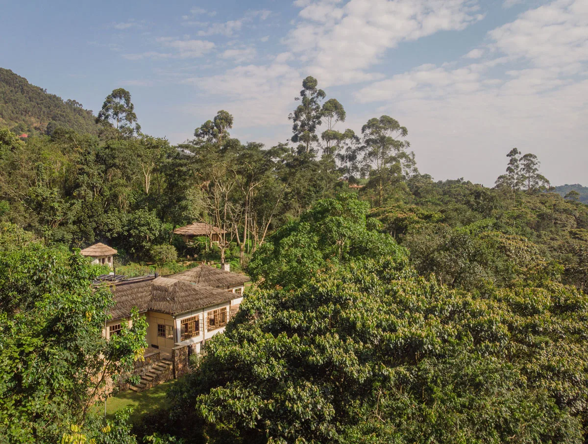 Bwindi Lodge bandas on the forest edge, Bwindi, Uganda