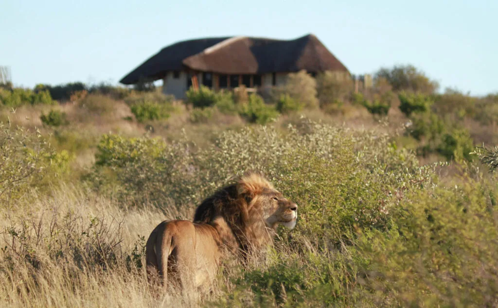 Black-maned Kalahari lion near camp, Central Kalahari Game Reserve