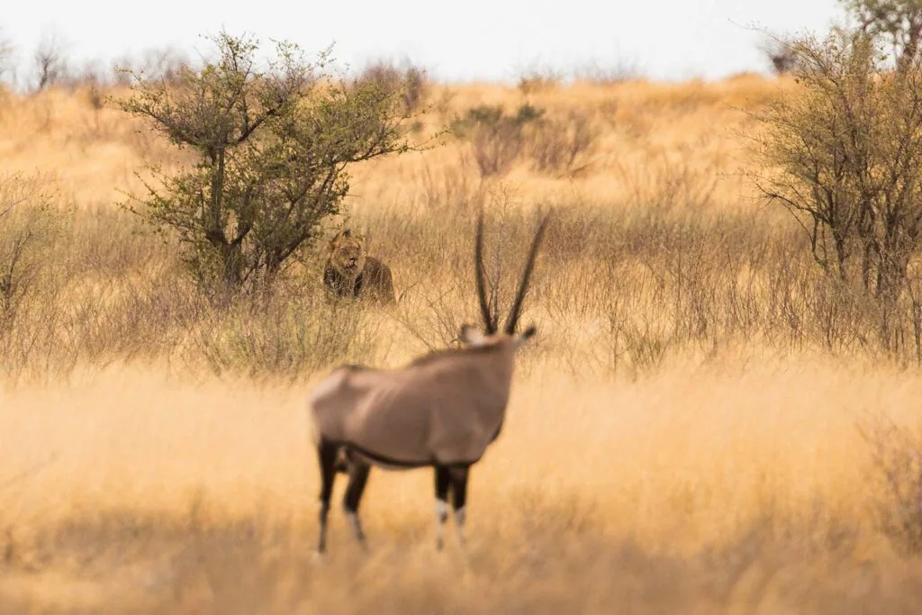 Gemsbok in golden Kalahari grass, Central Kalahari Game Reserve, Botswana