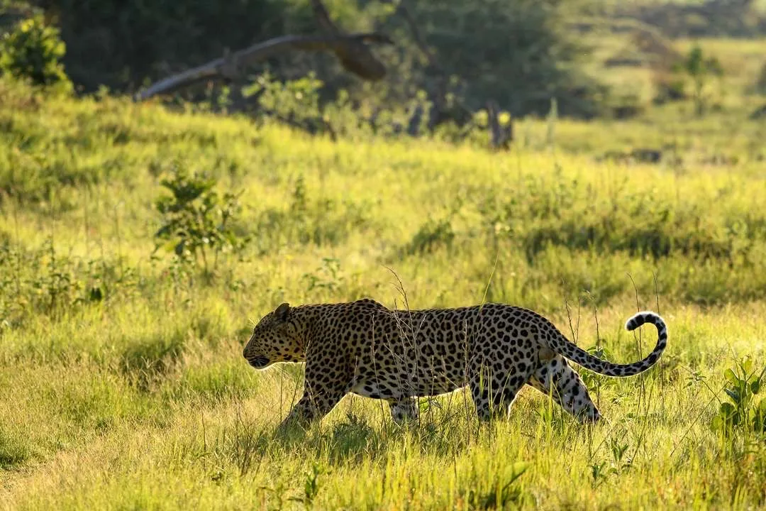 Leopard in green-season grass, Botswana