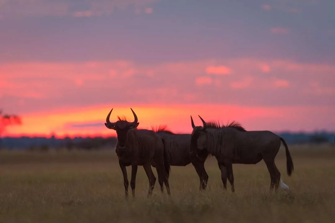 Wildebeest at sunset on the Kalahari plains, Botswana