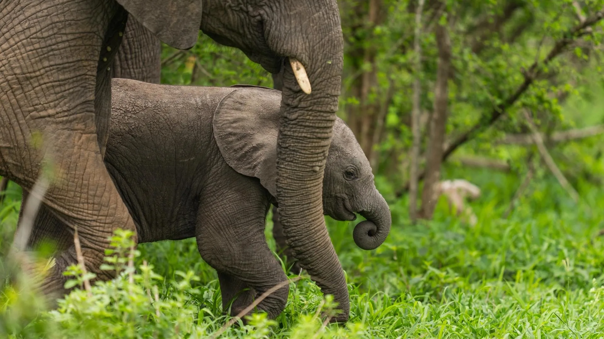 Elephant calf sheltering under its mother, Greater Kruger, South Africa