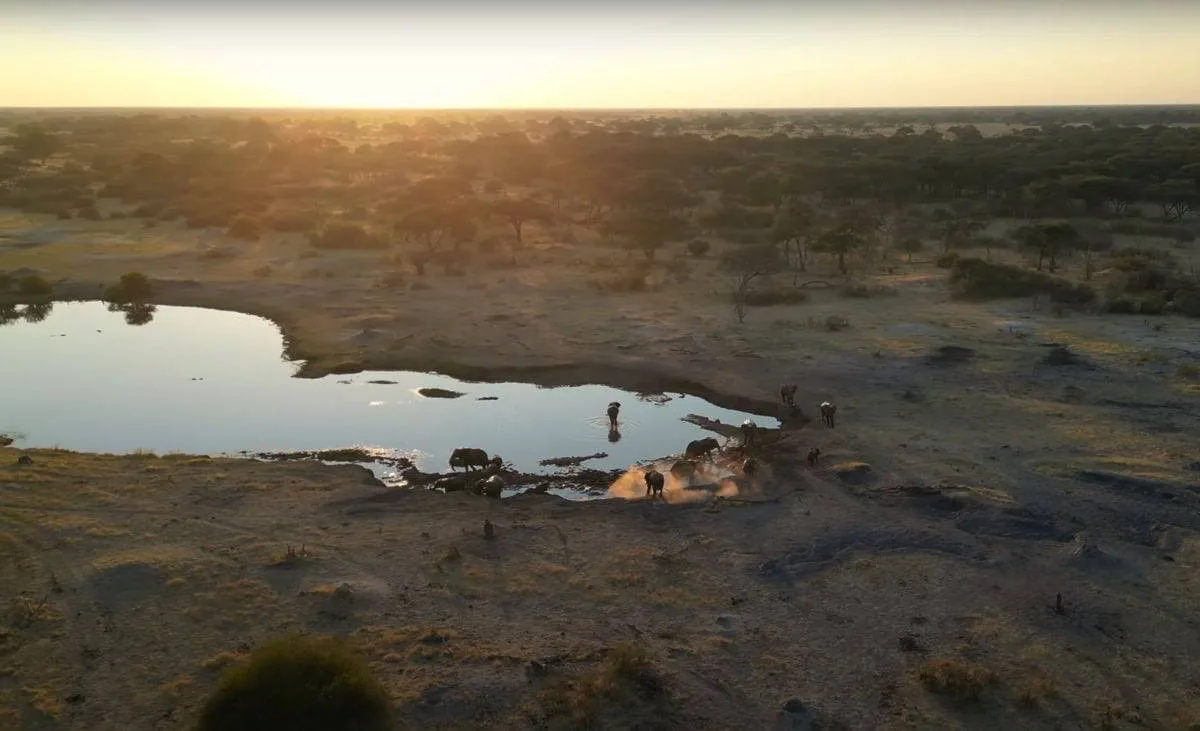 Elephant herd at the waterhole in front of The Hide, Hwange