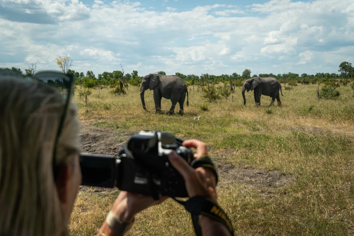Elephants drinking at the camp waterhole, Somalisa, Hwange, Zimbabwe