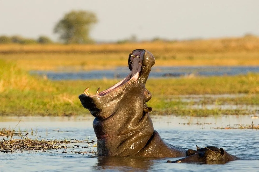 Hippo in a Busanga channel, Kafue National Park, Zambia