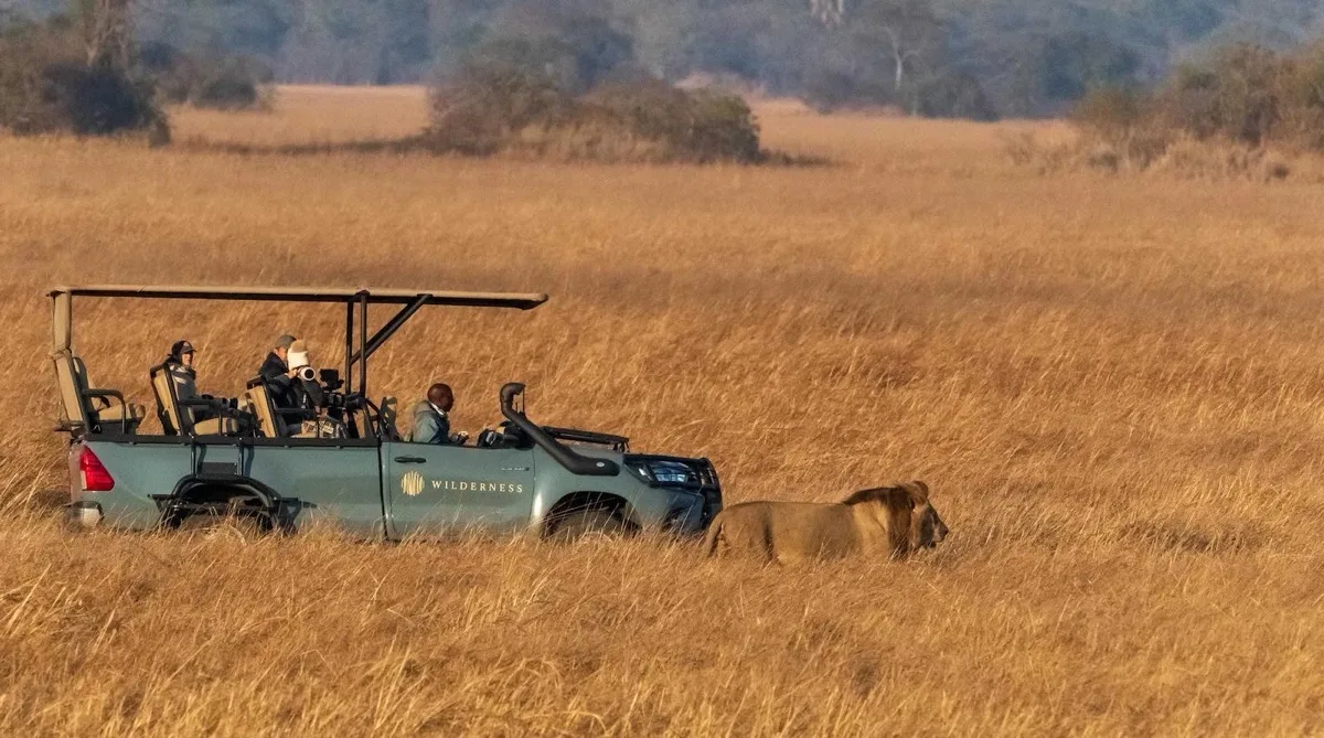 Lions beside a game drive vehicle, Busanga Plains, Kafue