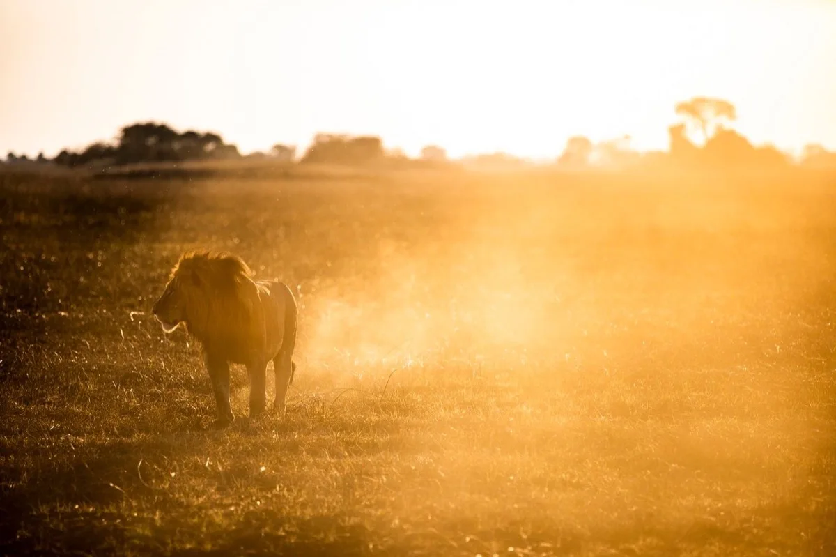 Lioness at sunset on the Busanga Plains, Kafue National Park, Zambia