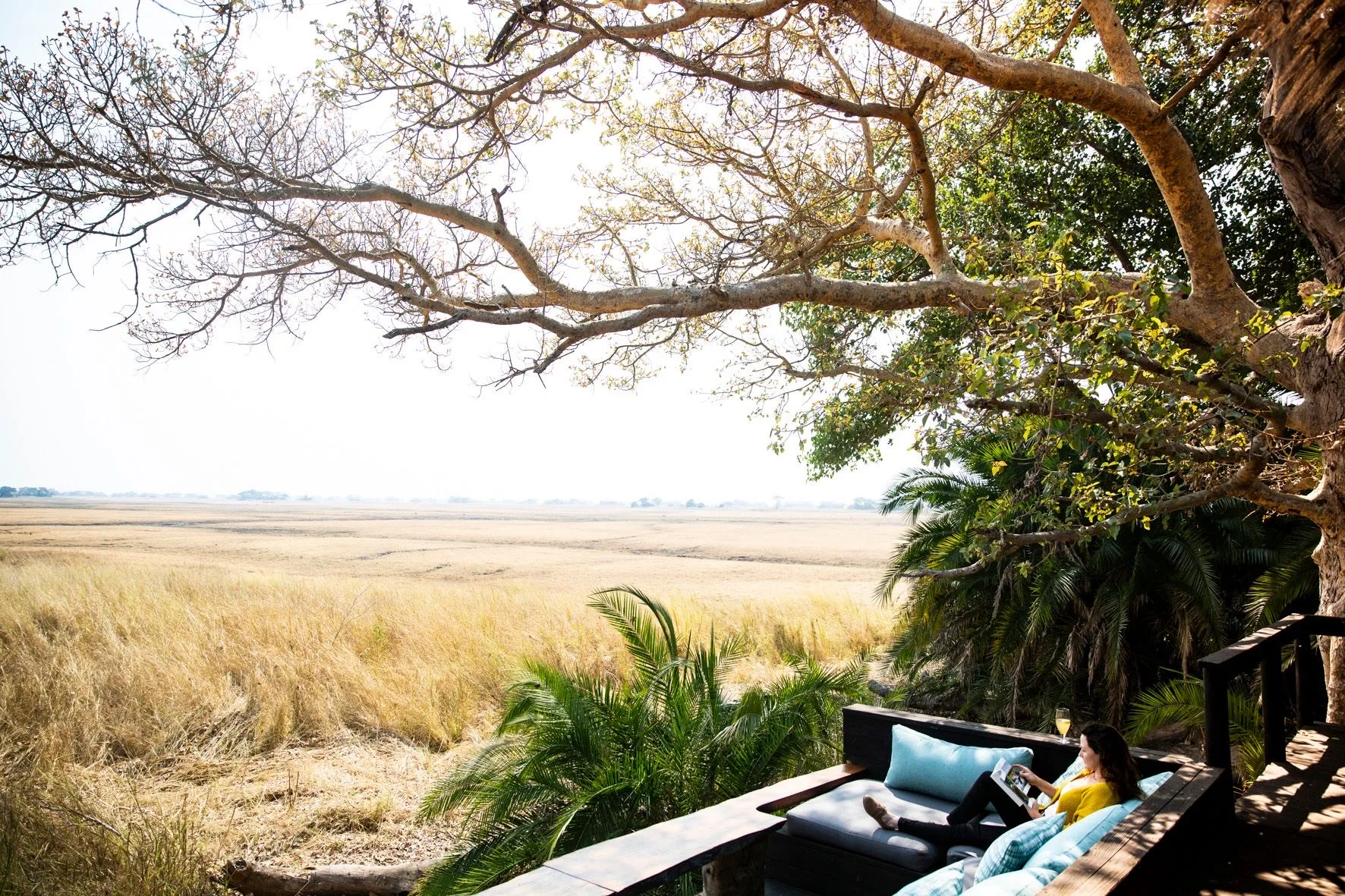 Lion on the Busanga Plains, Kafue National Park, Zambia