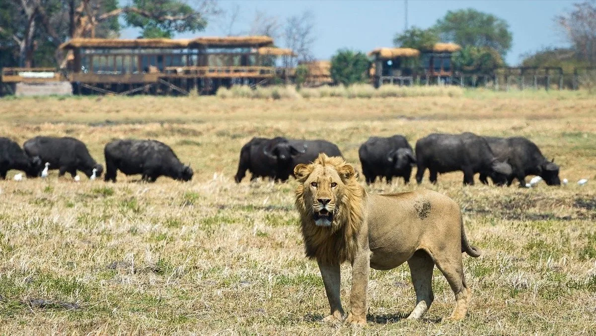 Lion and buffalo standoff near Shumba Camp, Kafue National Park