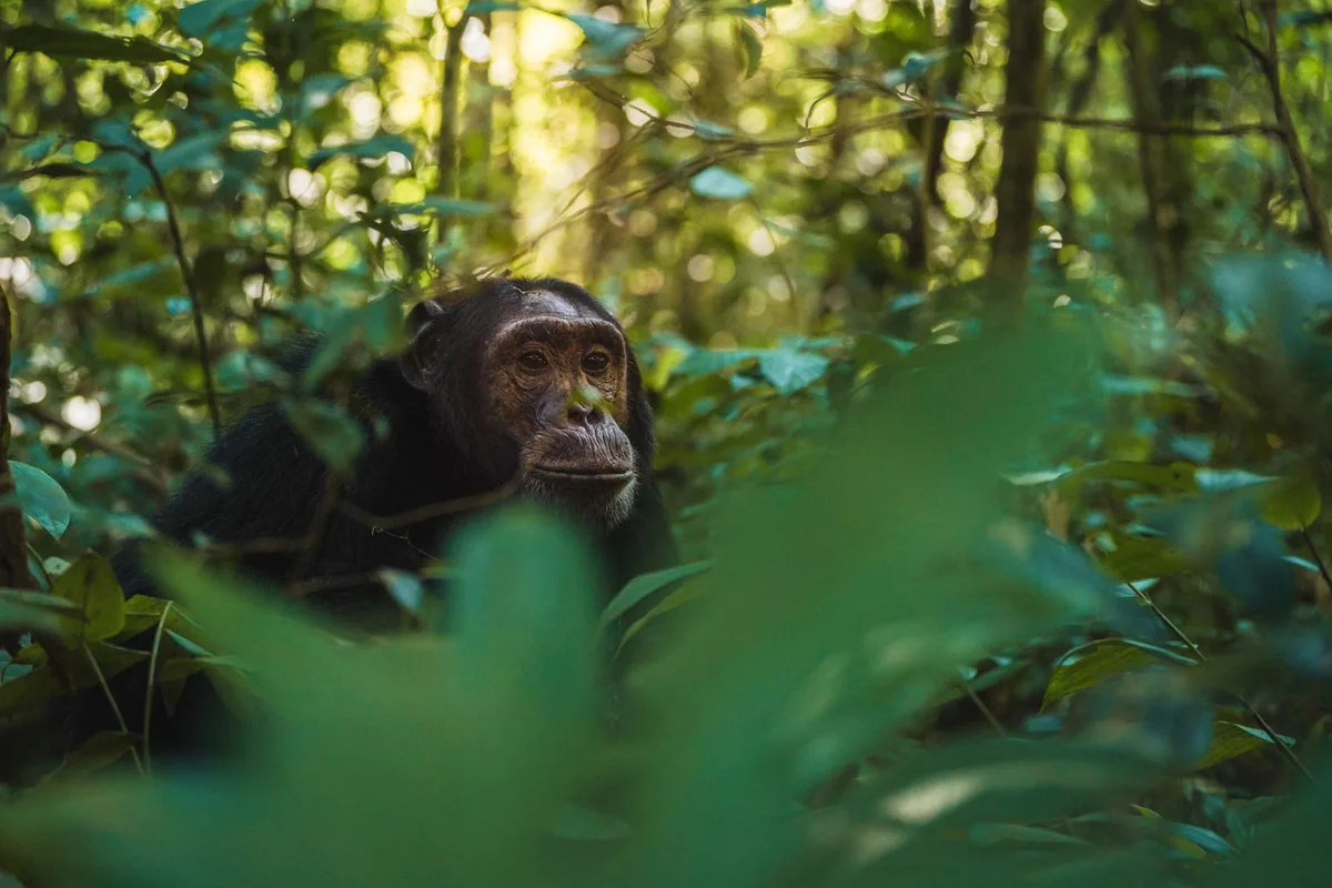 Chimpanzee in the forest understorey, Kibale Forest National Park, Uganda