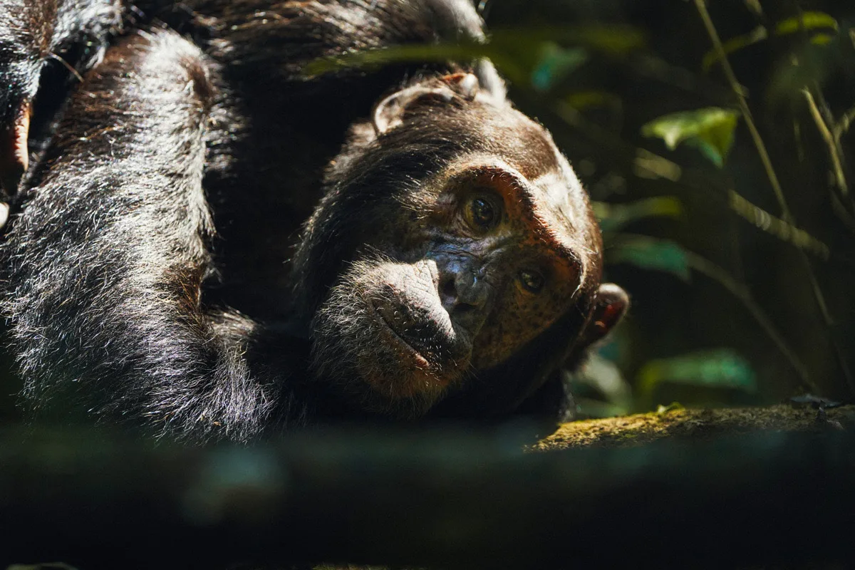 Chimpanzee resting on a branch, Kibale Forest, Uganda