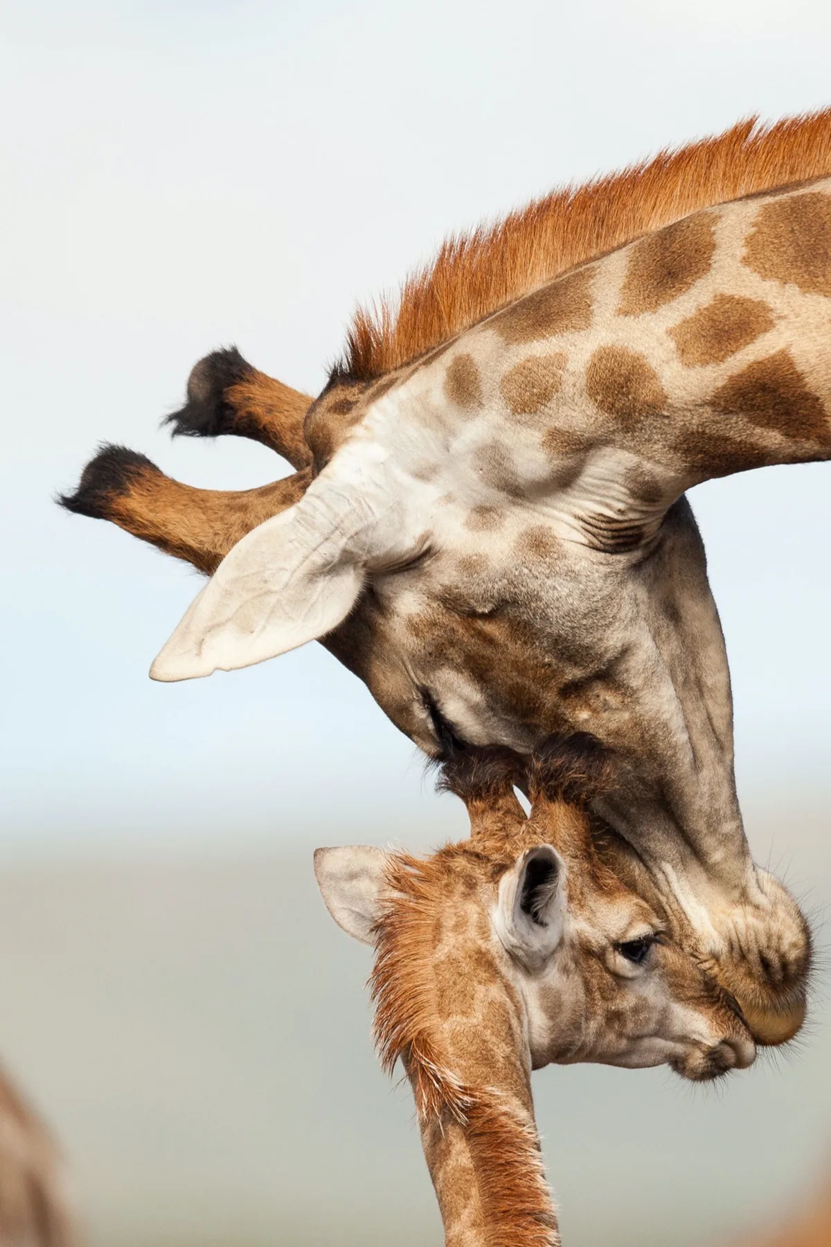 Giraffe and calf, Kwandwe Private Game Reserve, Eastern Cape