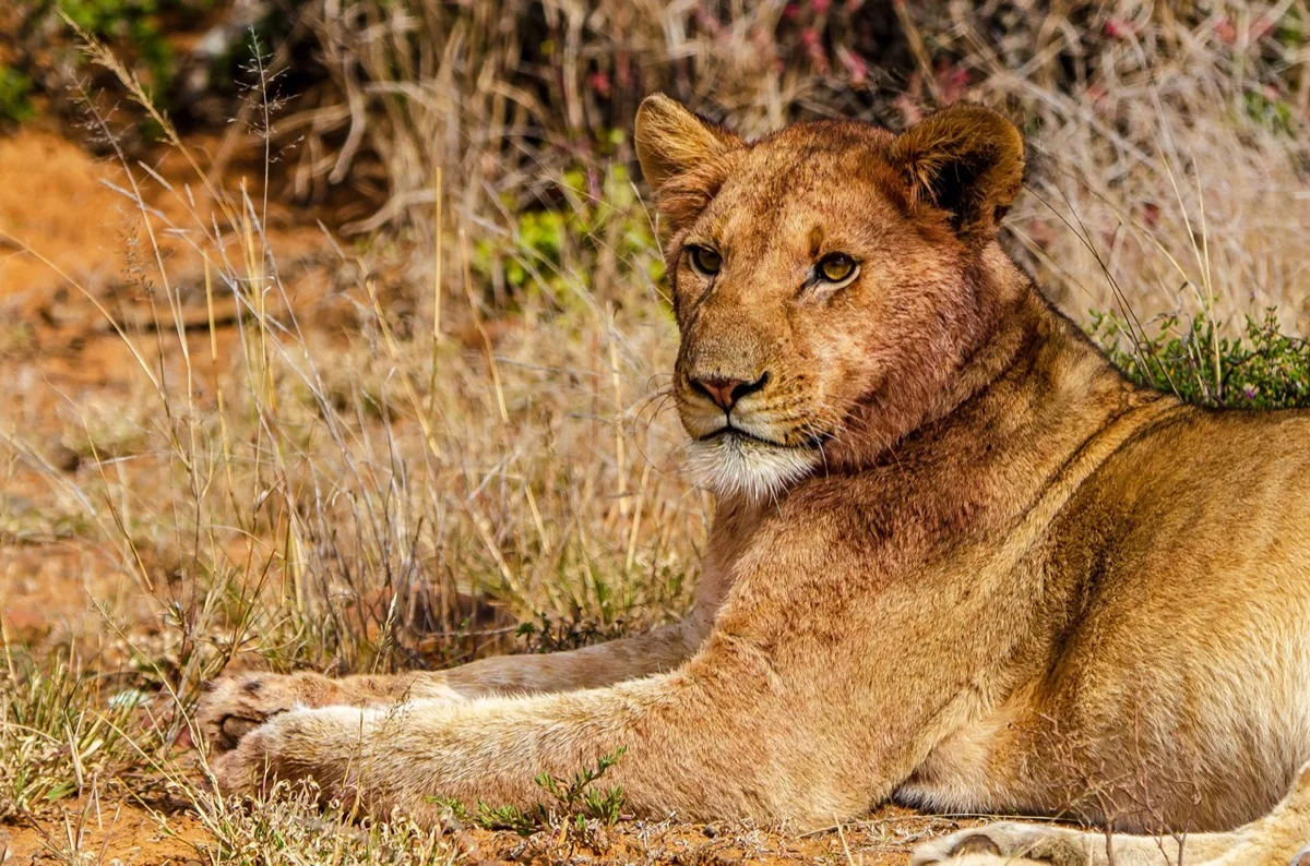 Lioness in Kwandwe Private Game Reserve, malaria-free Big Five safari in the Eastern Cape