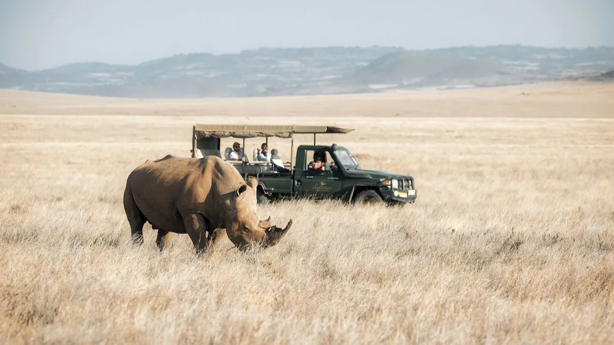 White rhino in front of a Lewa Safari Camp game drive, Lewa Conservancy