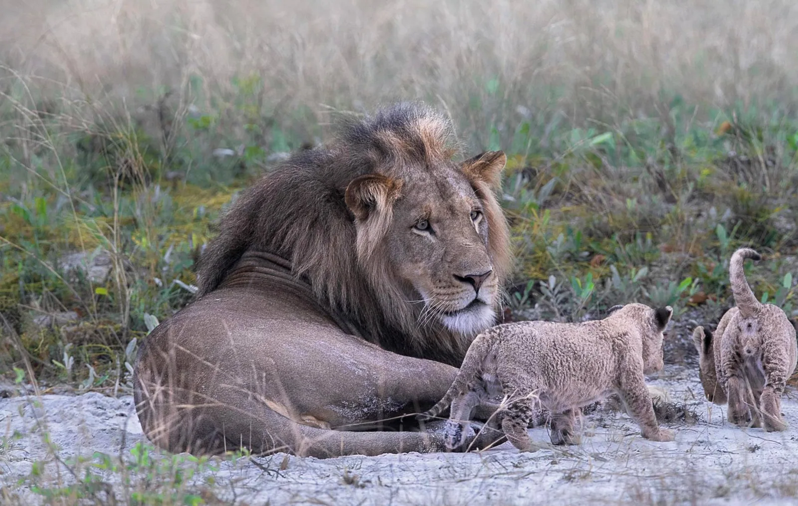 Lion and cubs on the plain, Liuwa Plain National Park, western Zambia
