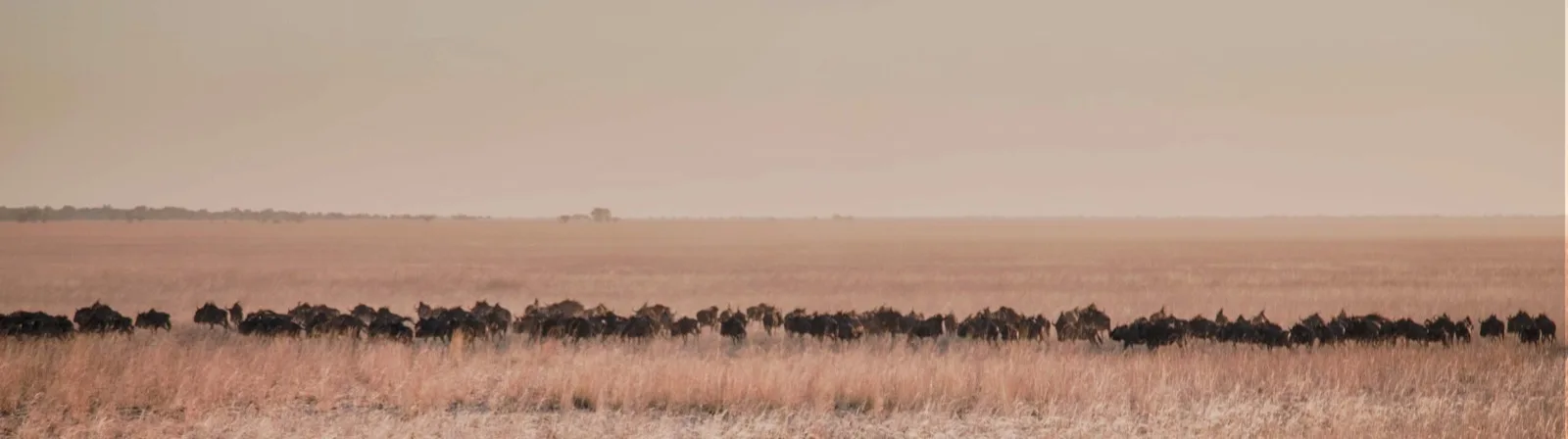Open grassland horizon of Liuwa Plain National Park, western Zambia
