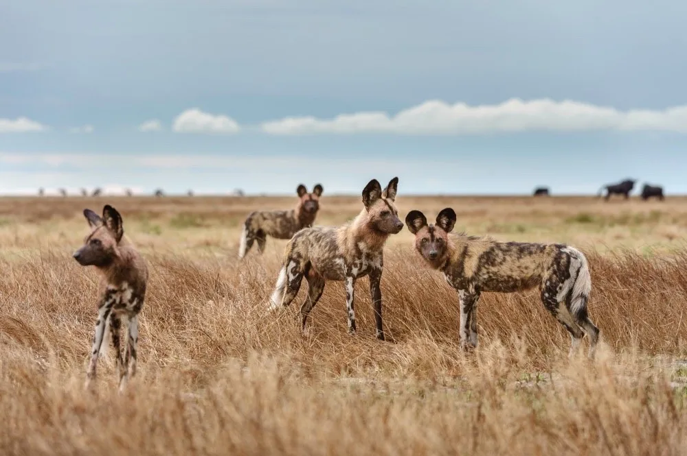 African wild dogs on the plain, Liuwa Plain National Park, Zambia